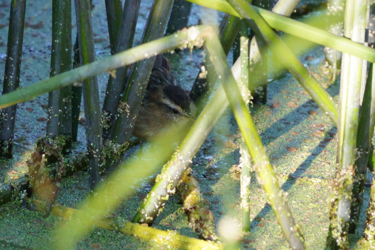 Wren-like Rushbird - ML641961360