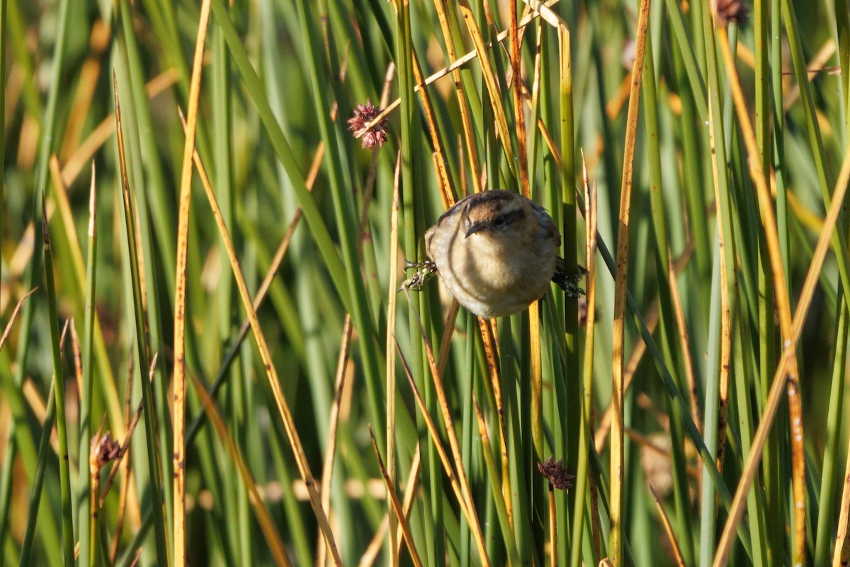 Wren-like Rushbird - ML641961361