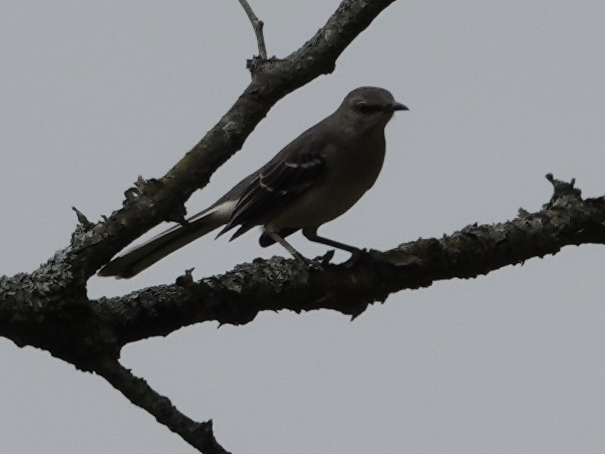 Northern Mockingbird - ML641961377