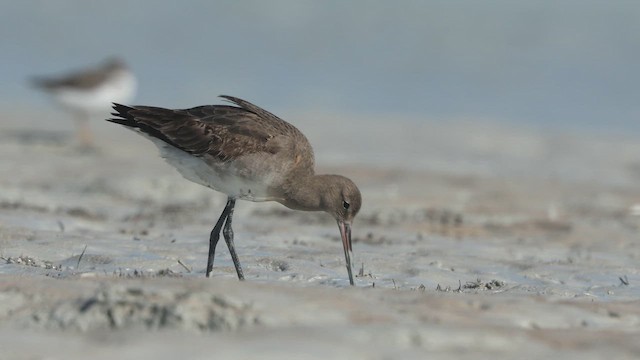 Black-tailed Godwit (melanuroides) - ML641961386