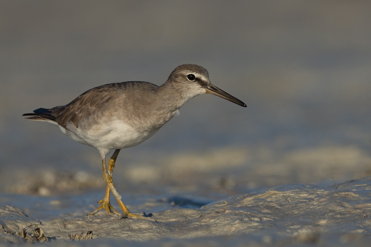 Gray-tailed Tattler - ML641961392