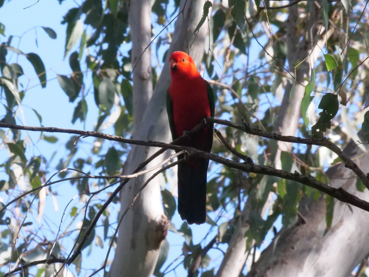 Australian King-Parrot - ML641961393