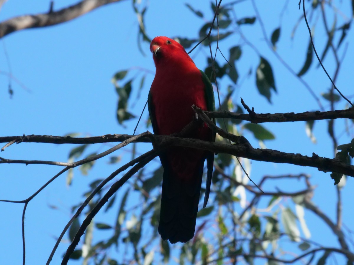 Australian King-Parrot - ML641961394