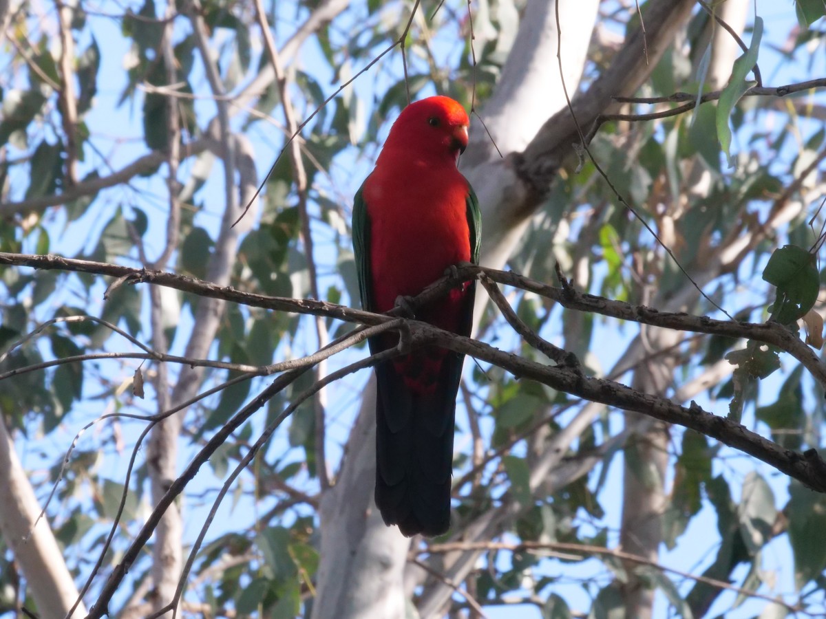 Australian King-Parrot - ML641961395