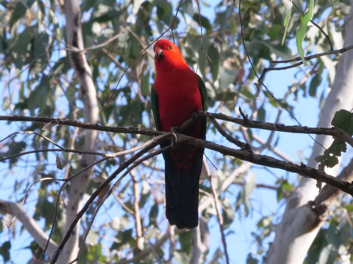 Australian King-Parrot - ML641961396
