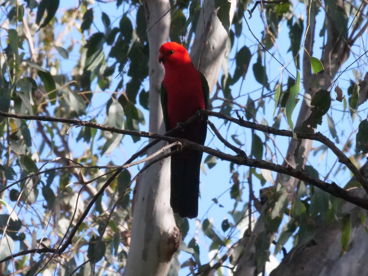 Australian King-Parrot - ML641961397