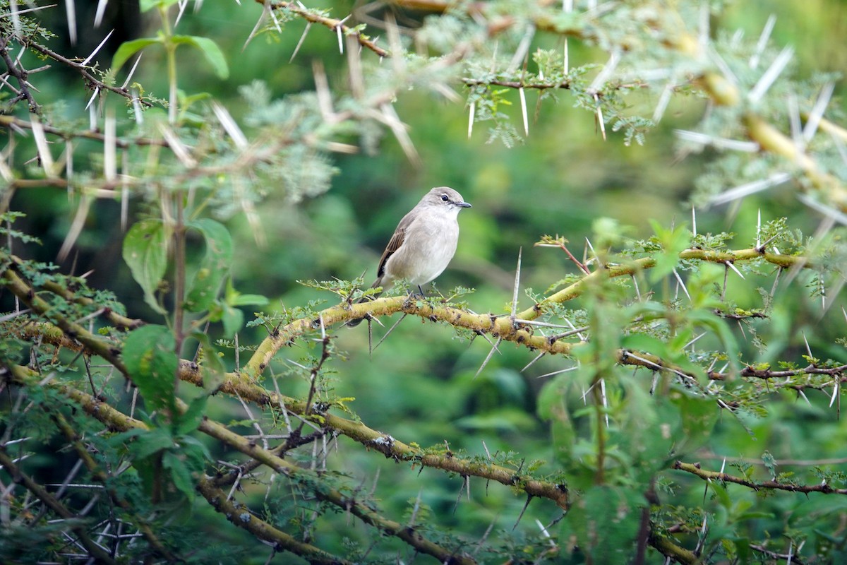 Pale Flycatcher - ML641961398