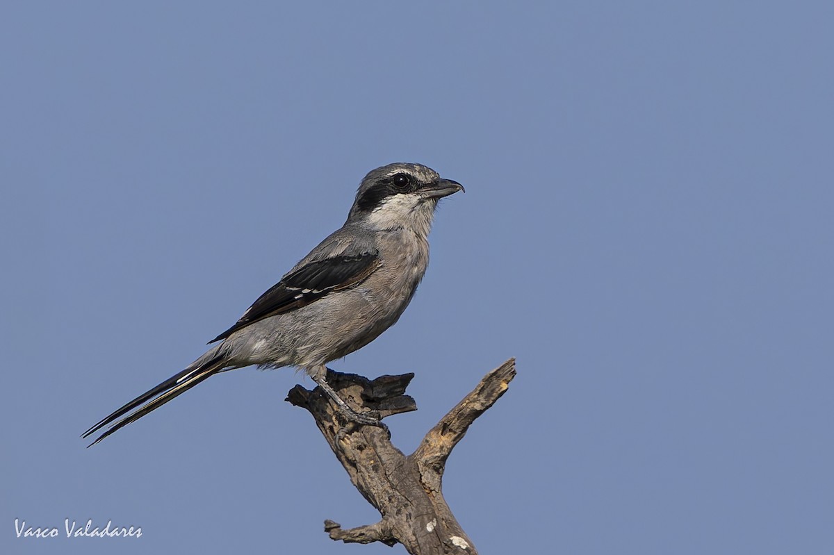 Iberian Gray Shrike - ML641961400
