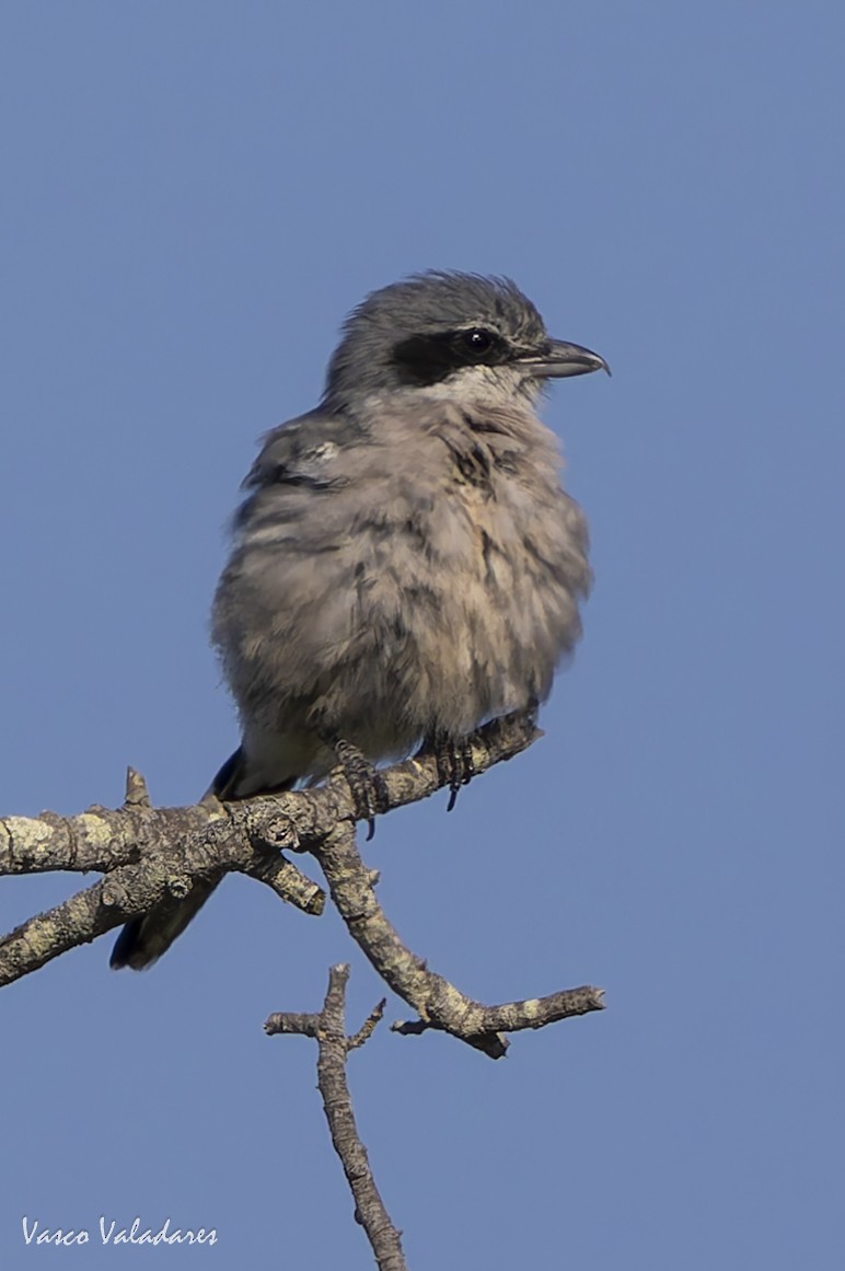 Iberian Gray Shrike - ML641961401