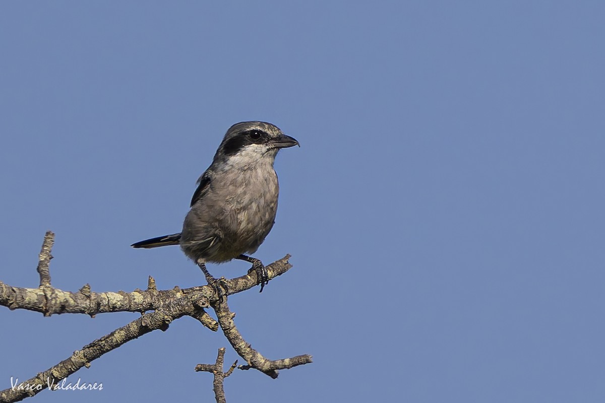 Iberian Gray Shrike - ML641961402
