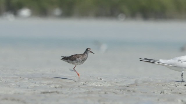 Common Redshank - ML641961407