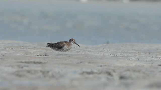 Common Redshank - ML641961408