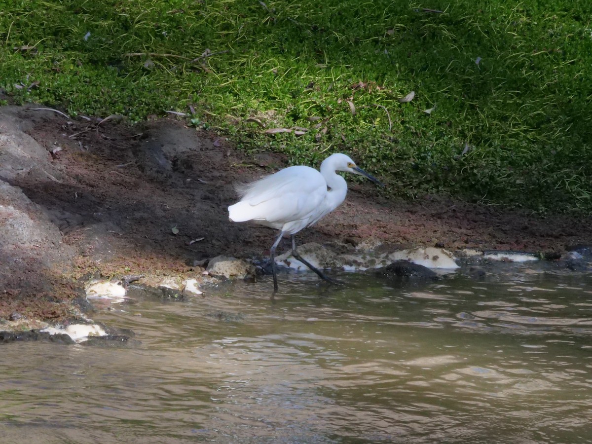 Little Egret - ML641961409