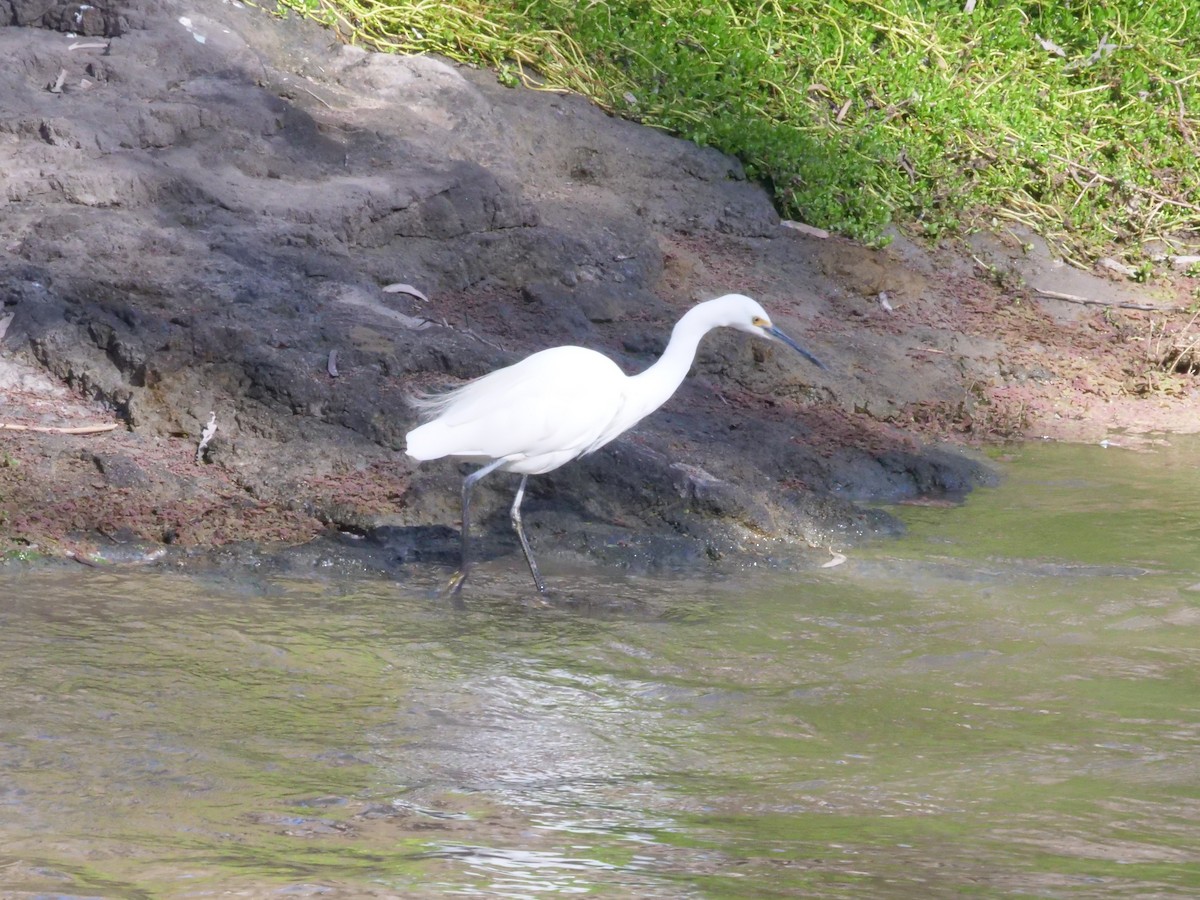 Little Egret - ML641961410
