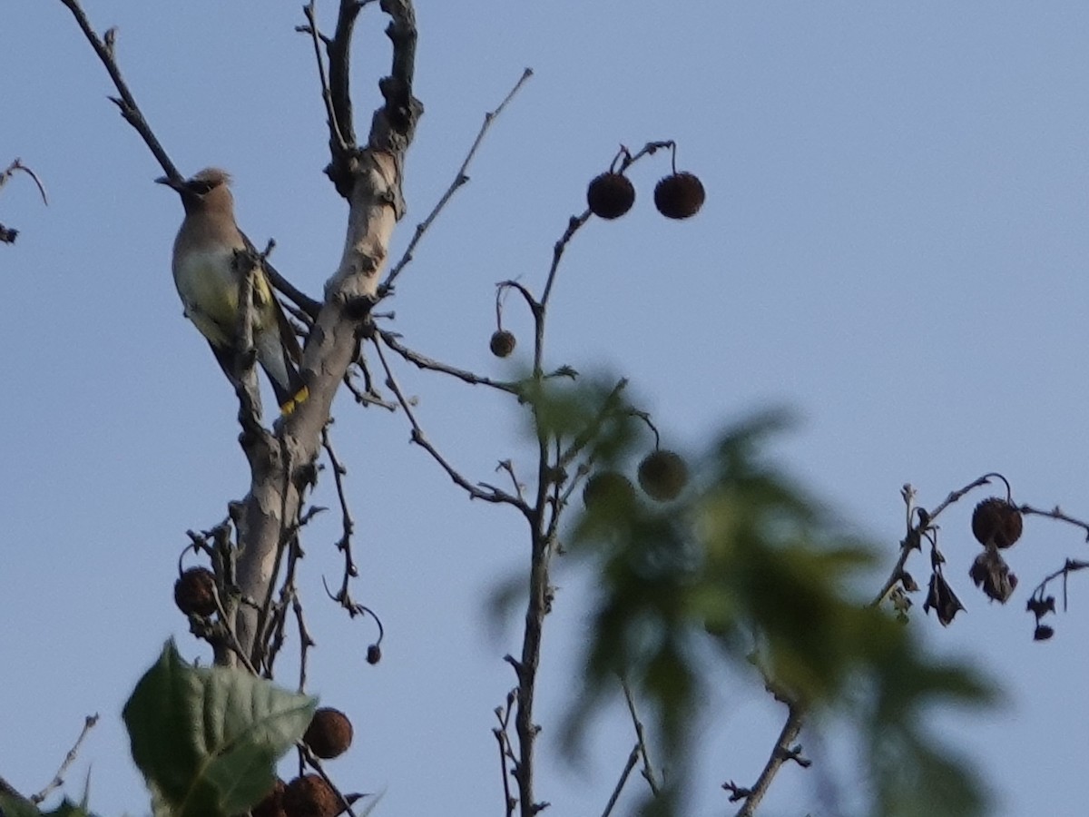Cedar Waxwing - ML641961417