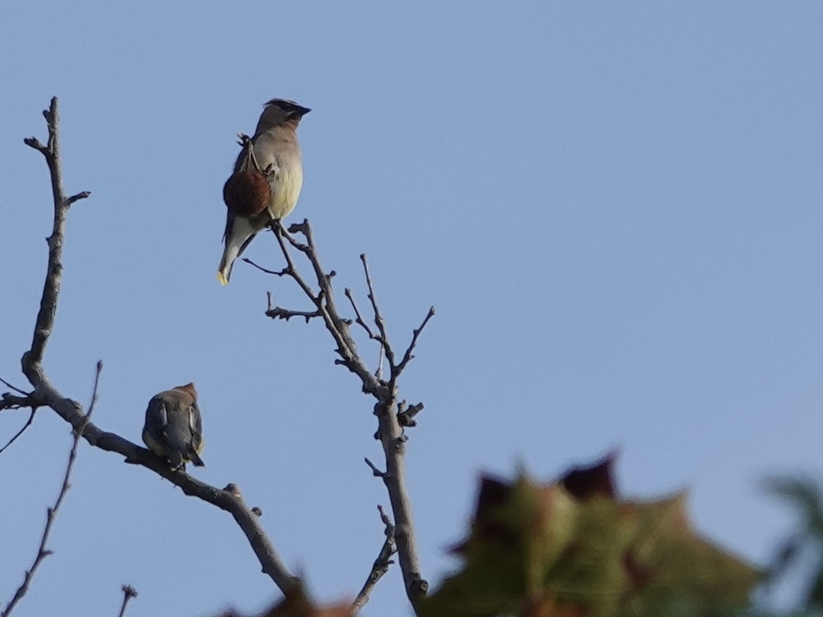 Cedar Waxwing - ML641961418