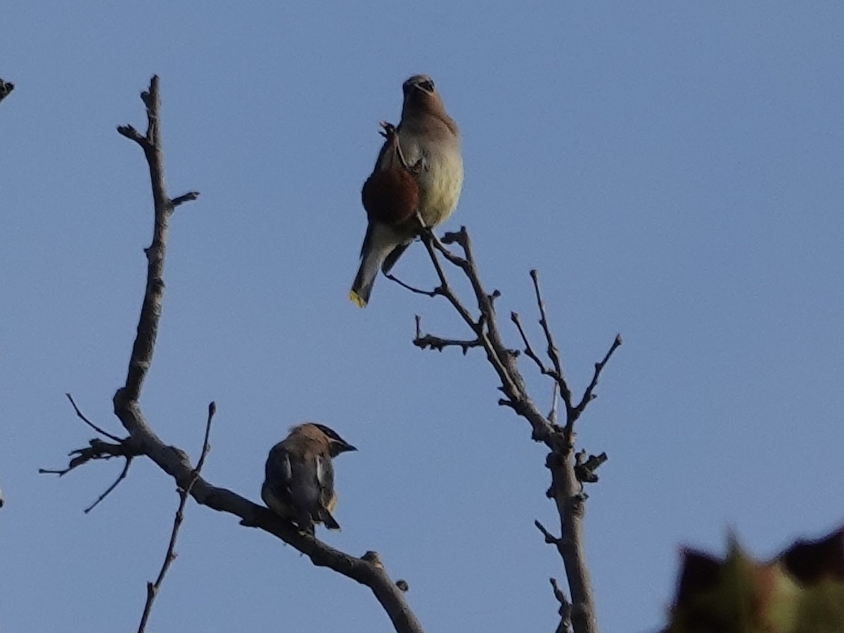 Cedar Waxwing - ML641961419