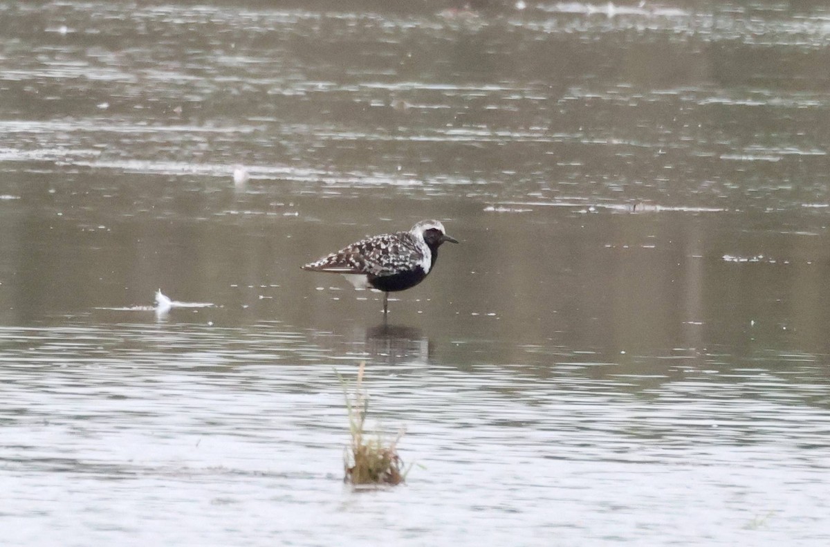 Black-bellied Plover - ML641961425
