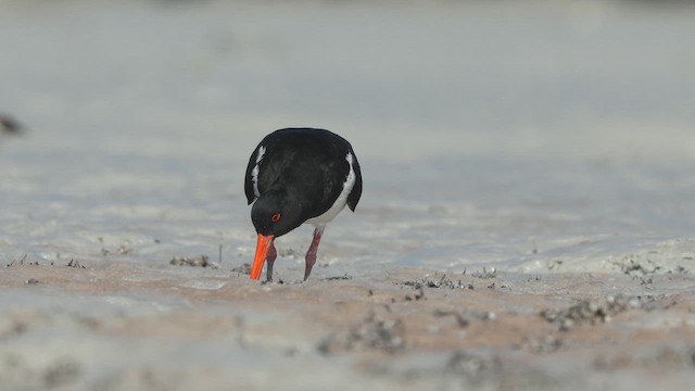 Pied Oystercatcher - ML641961447