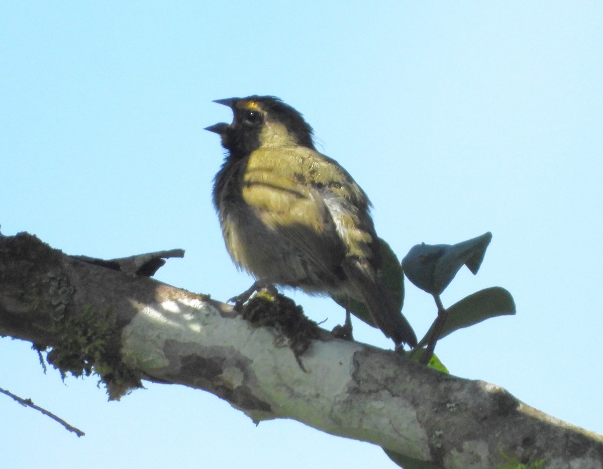 Yellow-faced Grassquit - ML641961449