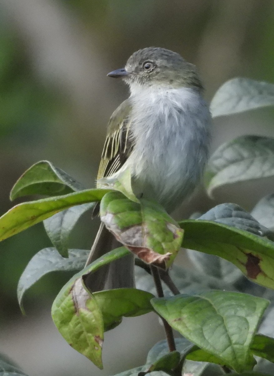 Mistletoe Tyrannulet - ML641961452