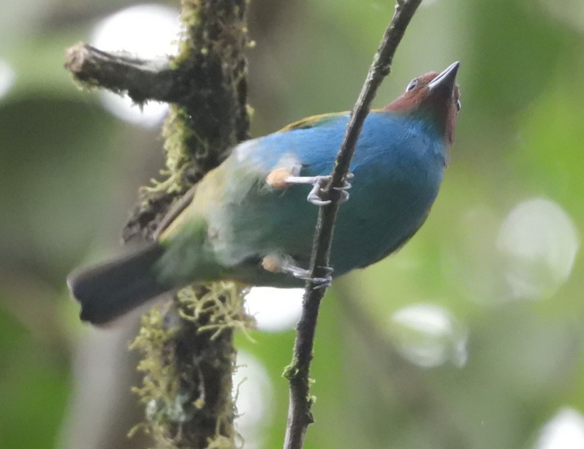 Bay-headed Tanager - ML641961467