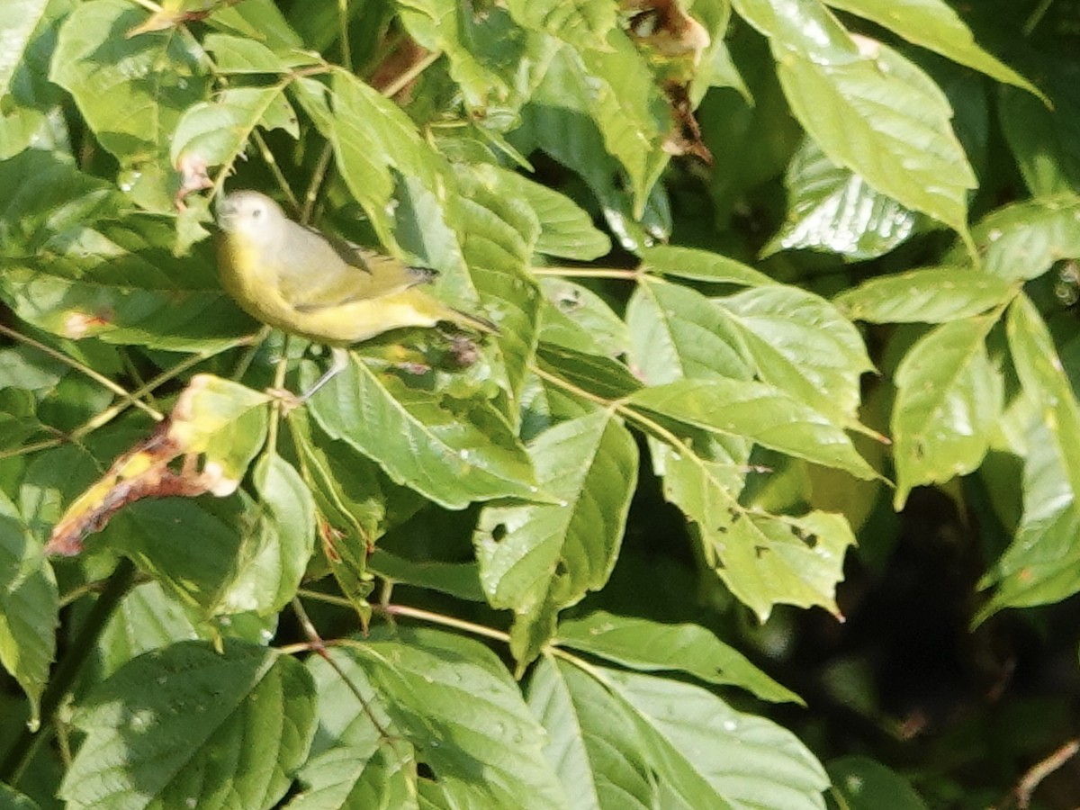 Nashville Warbler - ML641961478