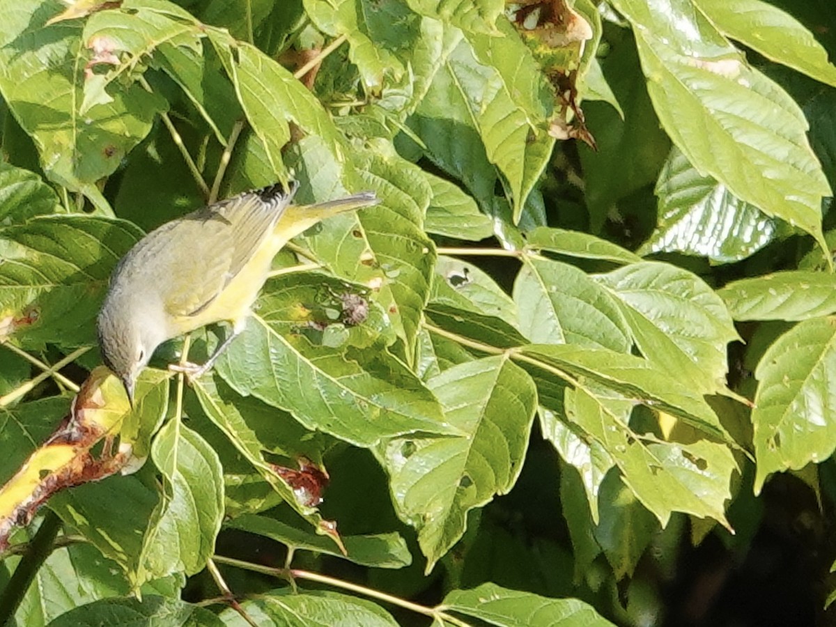 Nashville Warbler - ML641961479