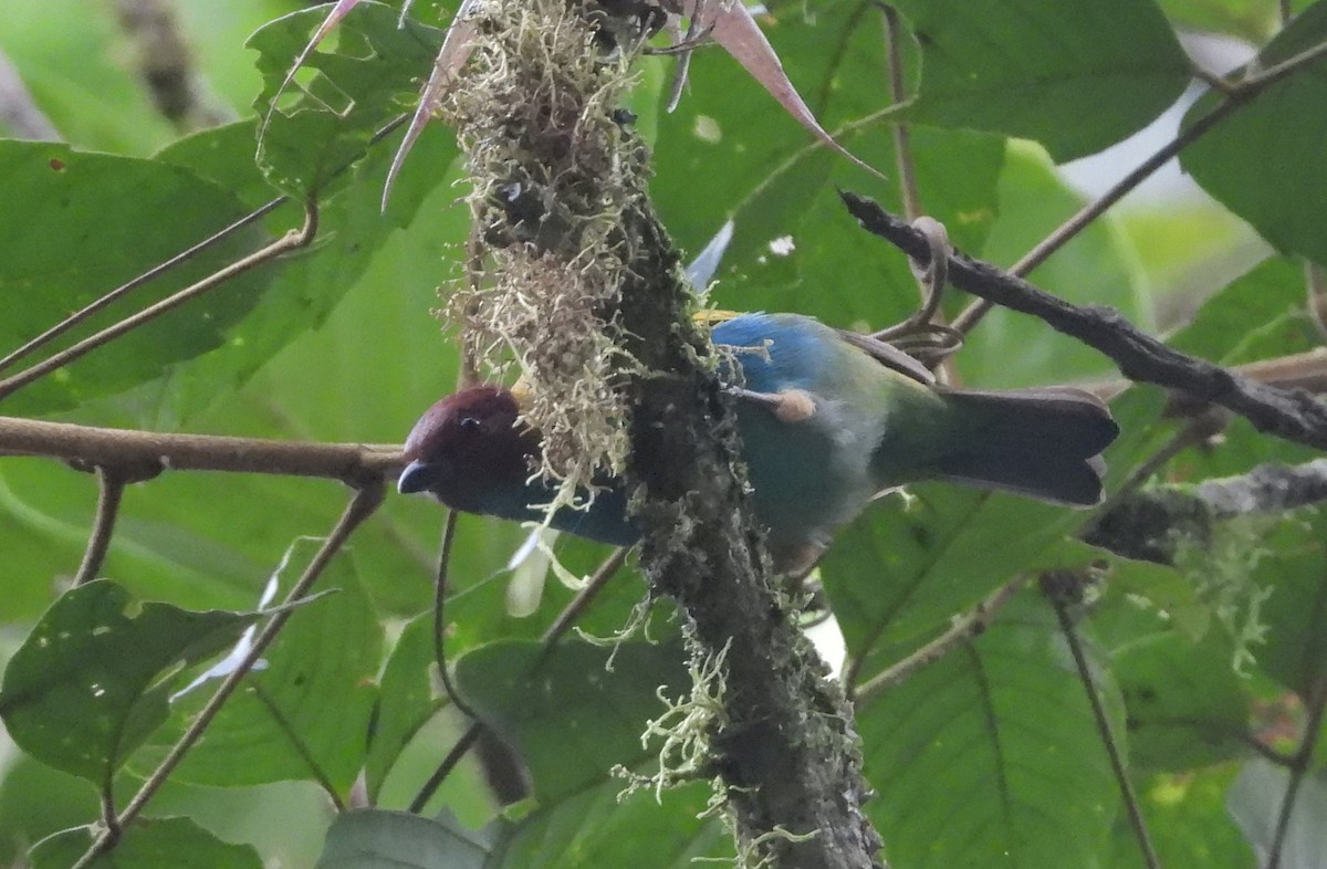 Bay-headed Tanager - ML641961483