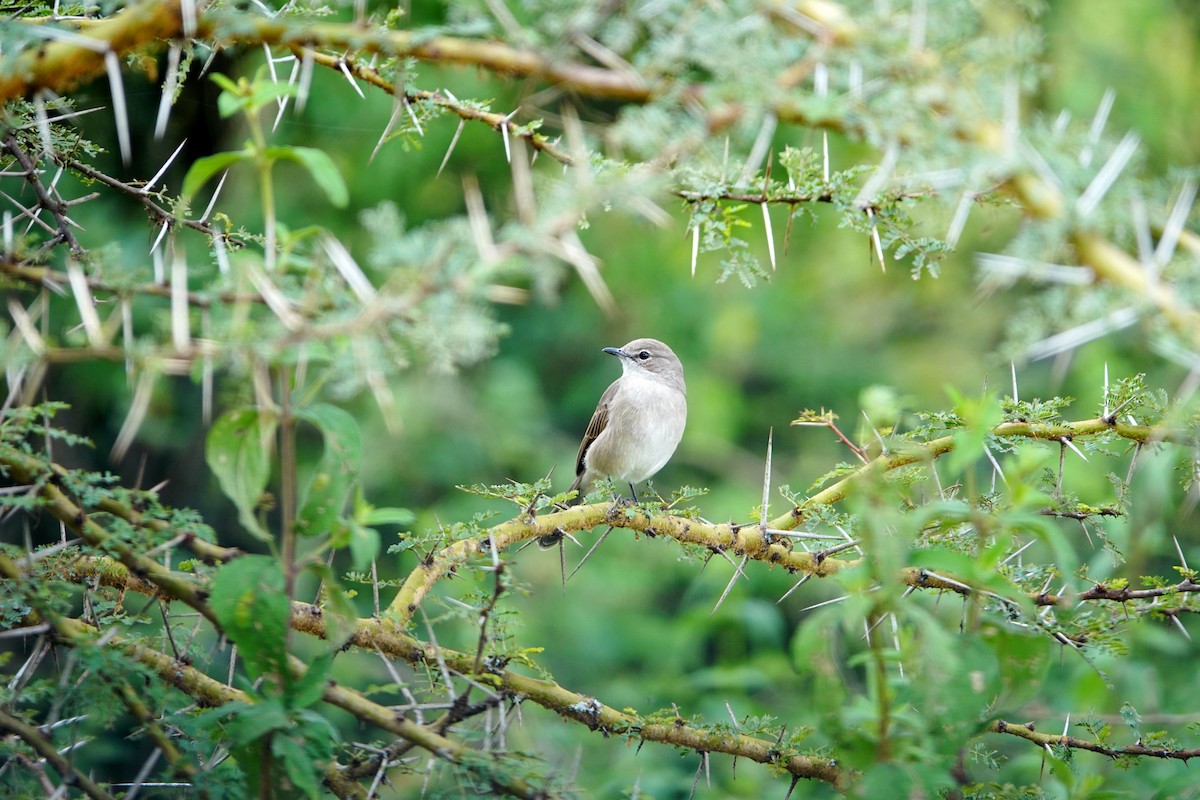 Pale Flycatcher - ML641961493