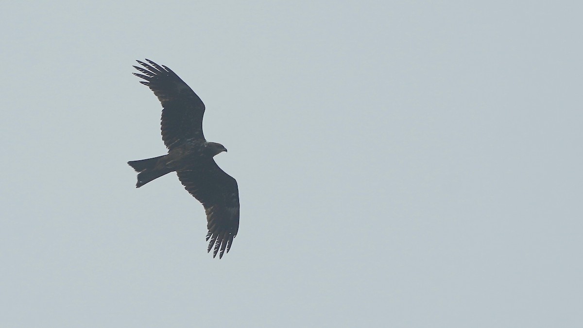 Black Kite - ML641961511