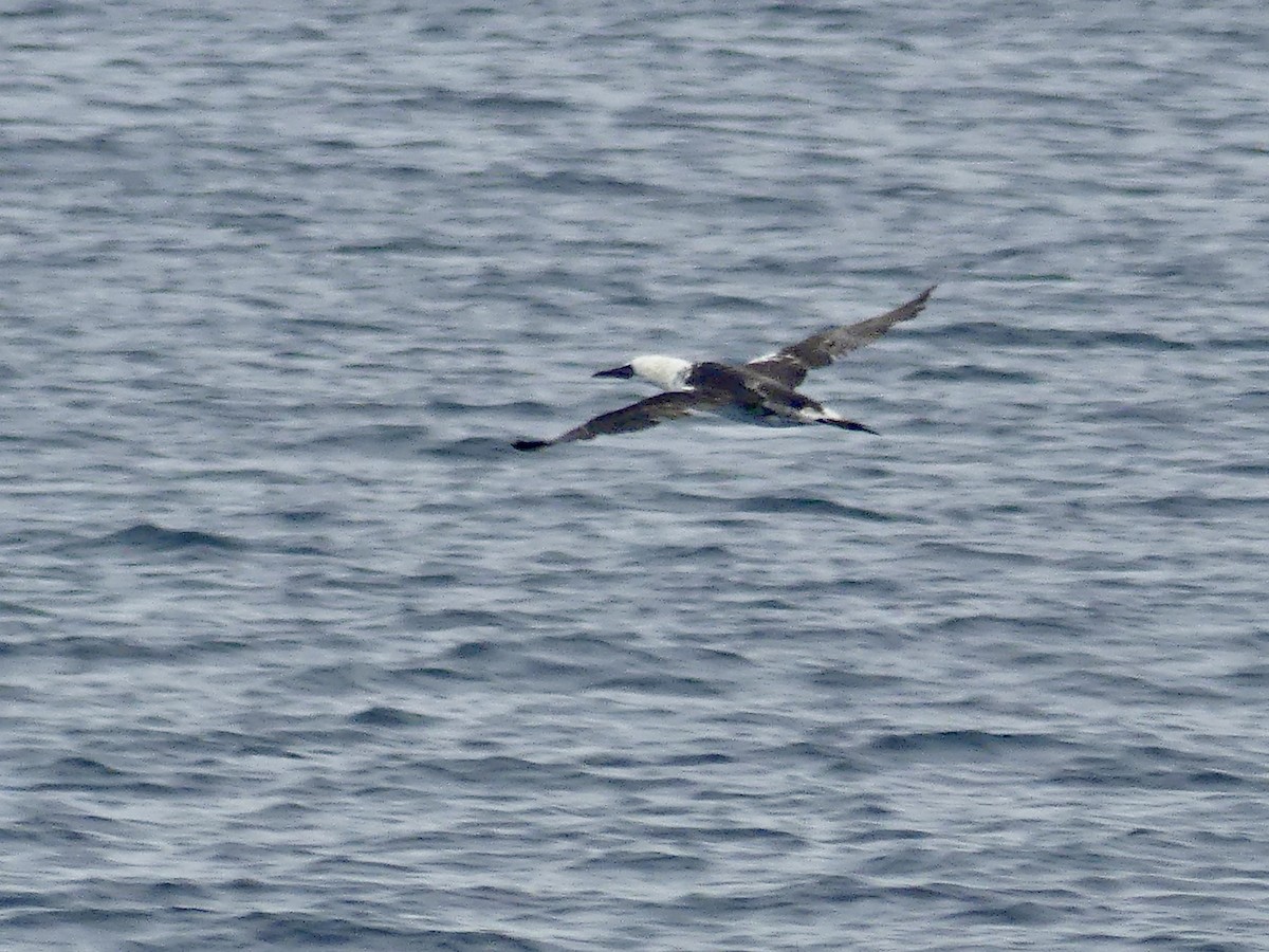 Northern Gannet - ML641961514