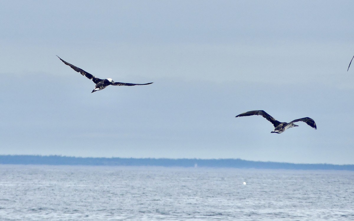 Northern Gannet - ML641961515
