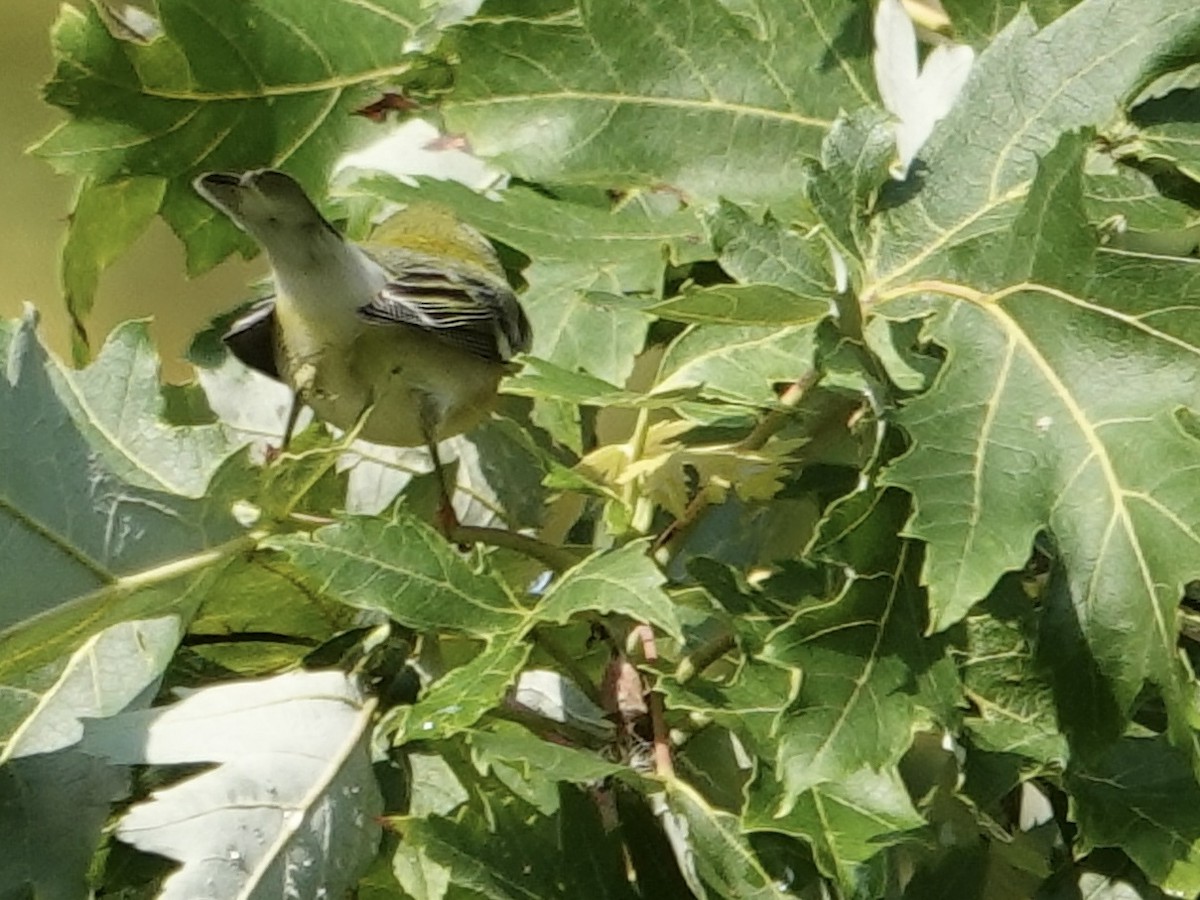 Northern Parula - ML641961518