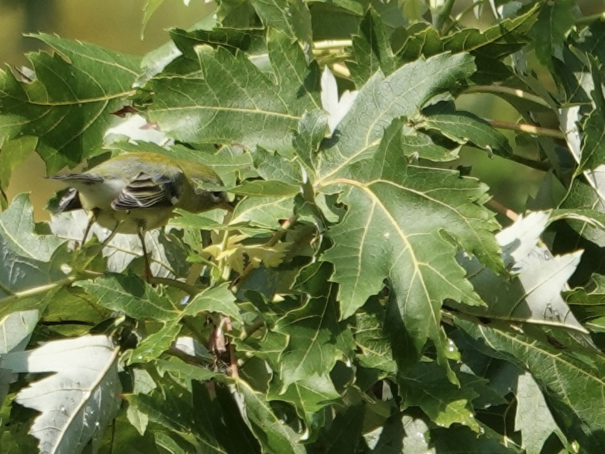 Northern Parula - ML641961519