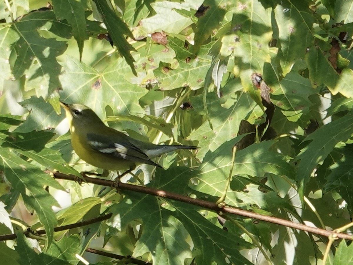 Northern Parula - ML641961520