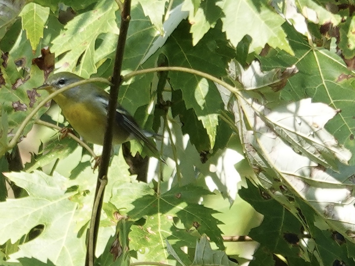 Northern Parula - ML641961521