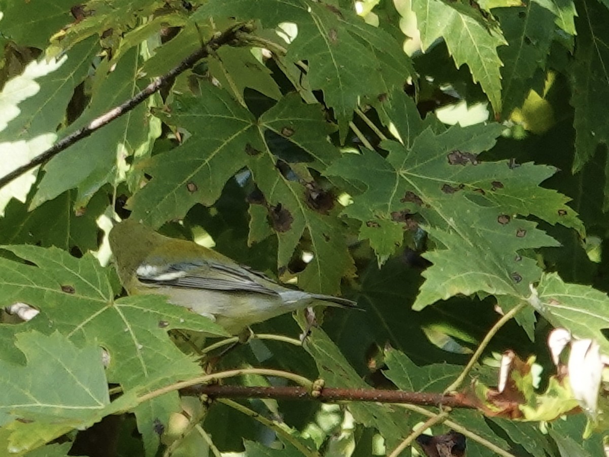 Northern Parula - ML641961522