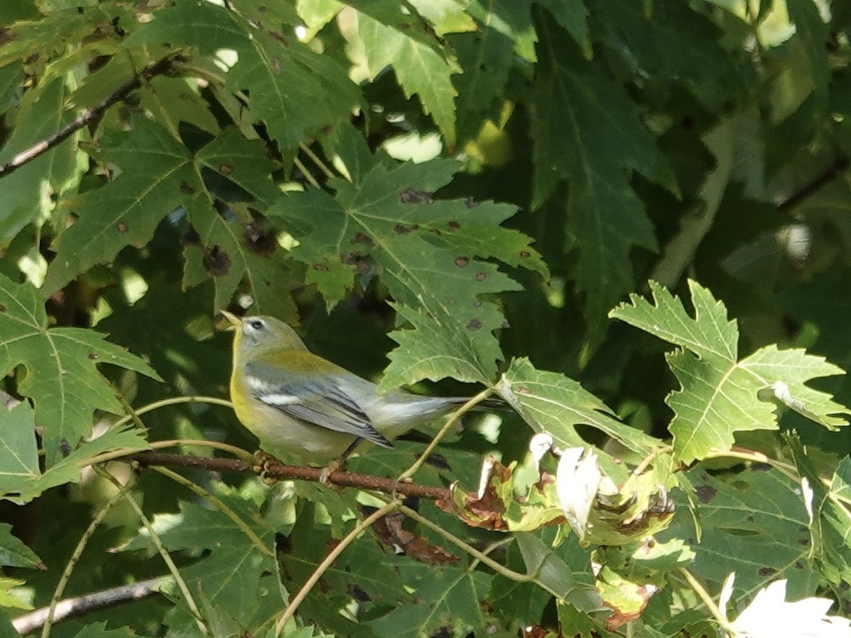 Northern Parula - ML641961523