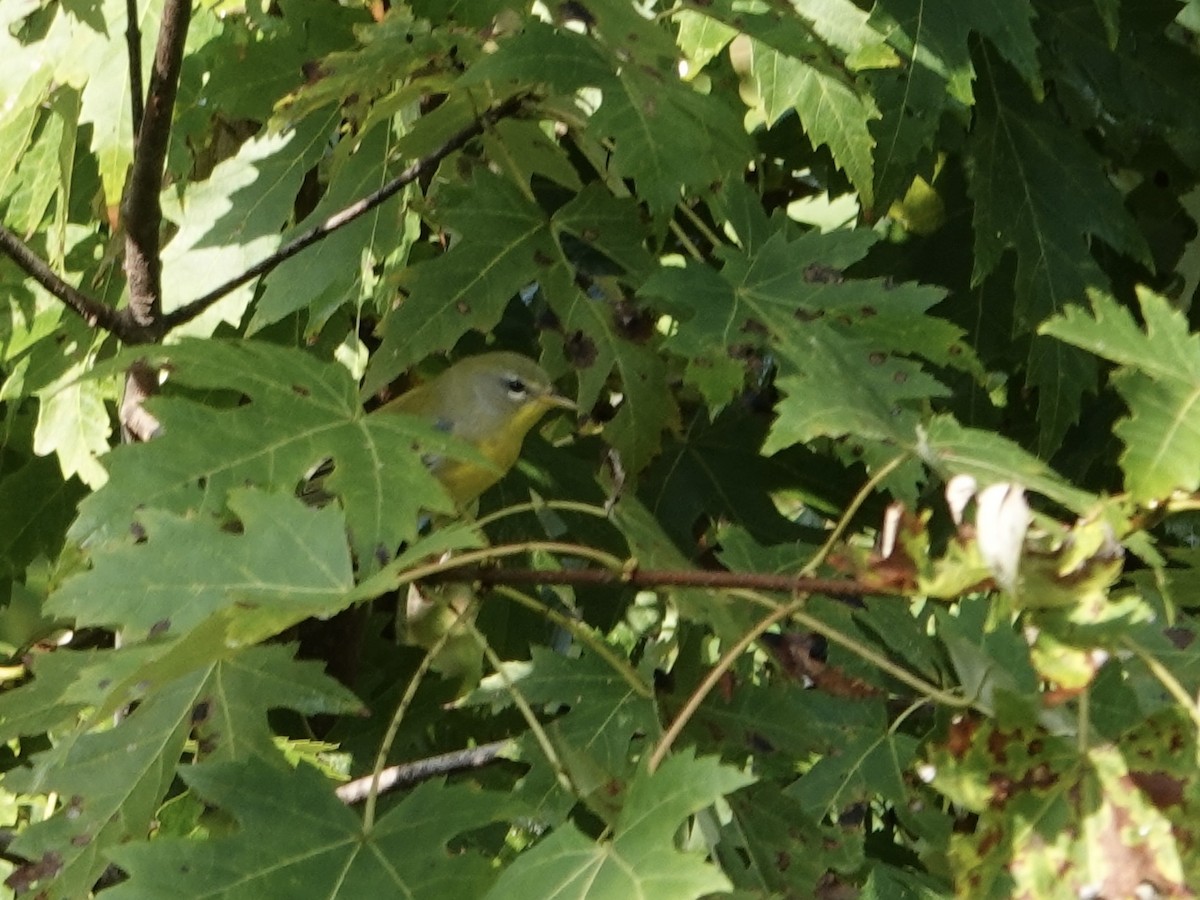 Northern Parula - ML641961524
