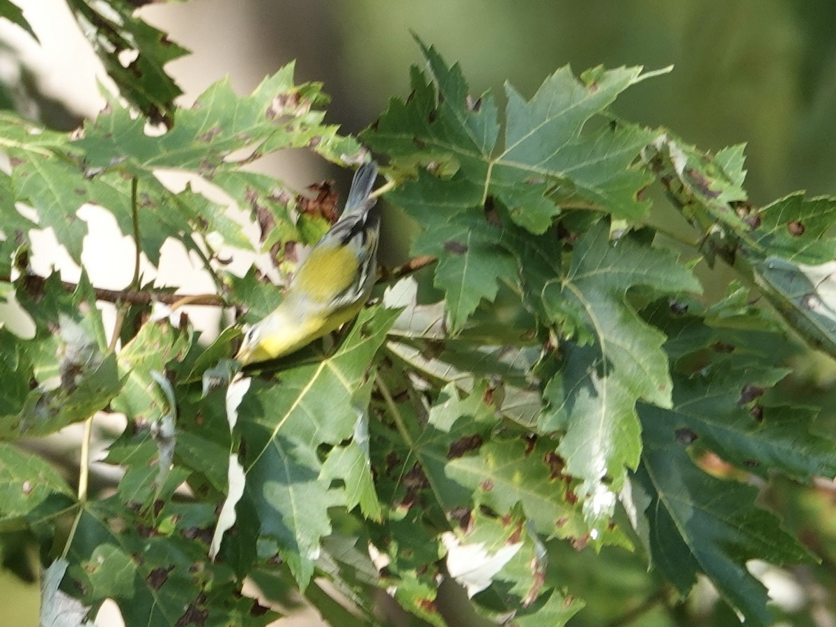 Northern Parula - ML641961525