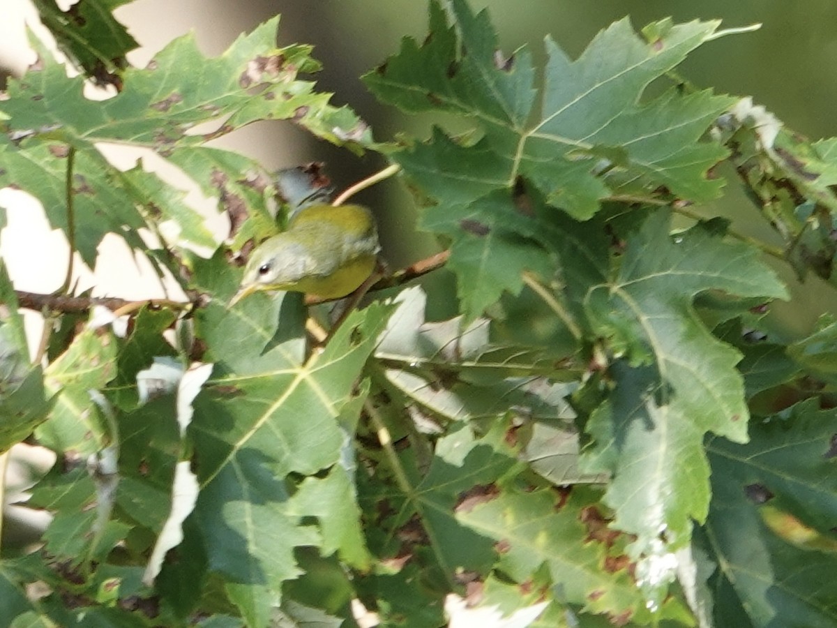 Northern Parula - ML641961526
