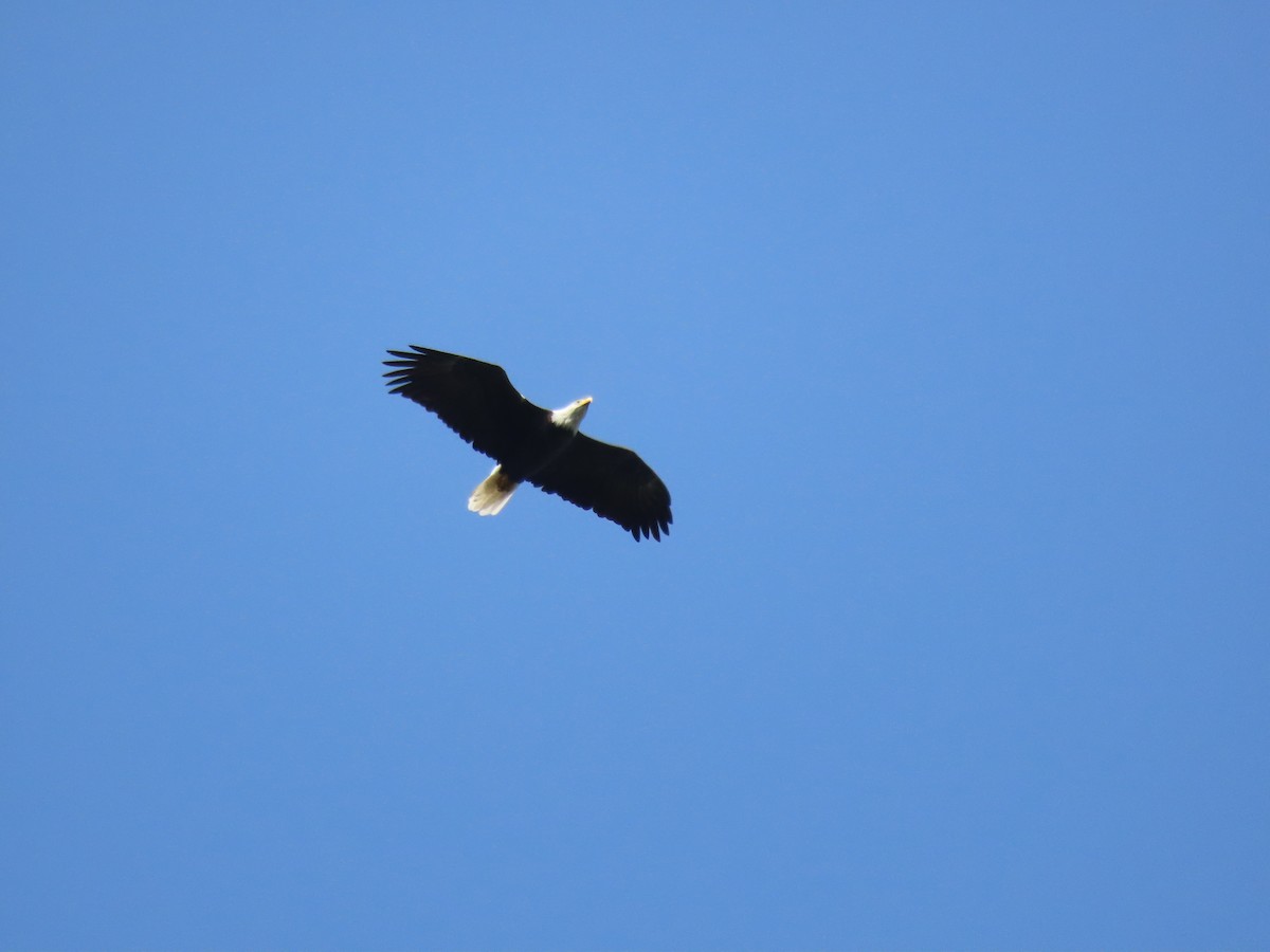 Bald Eagle - ML641961536
