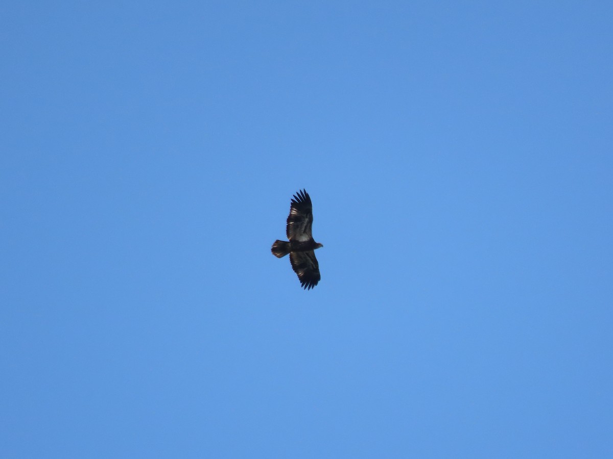 Bald Eagle - ML641961537