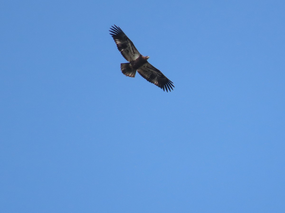 Bald Eagle - ML641961538