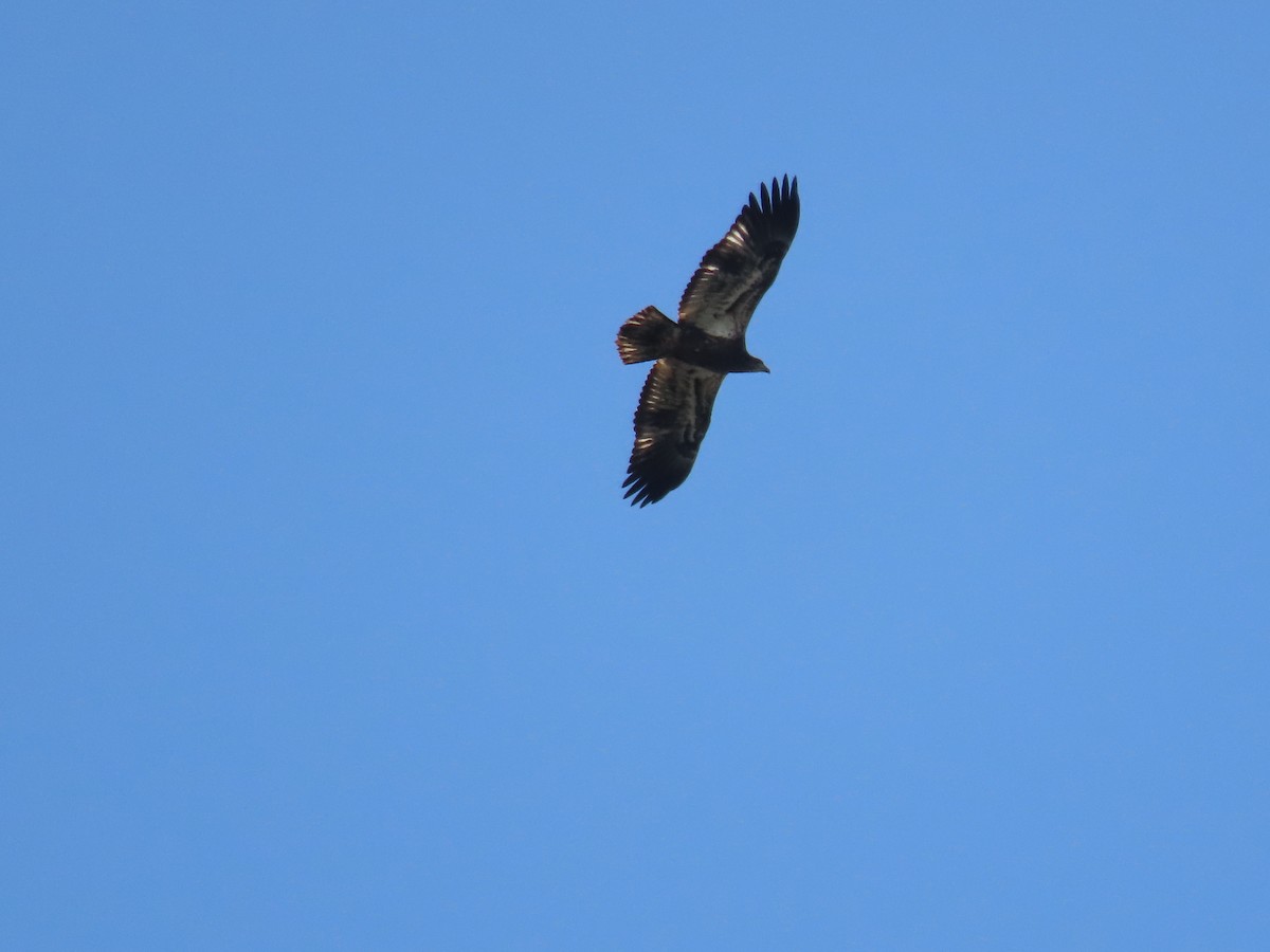 Bald Eagle - ML641961539