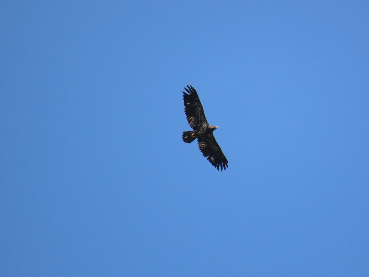 Bald Eagle - ML641961540