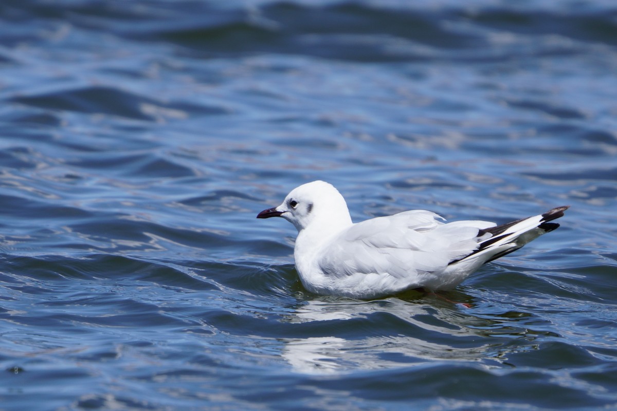 Andean Gull - ML641961542