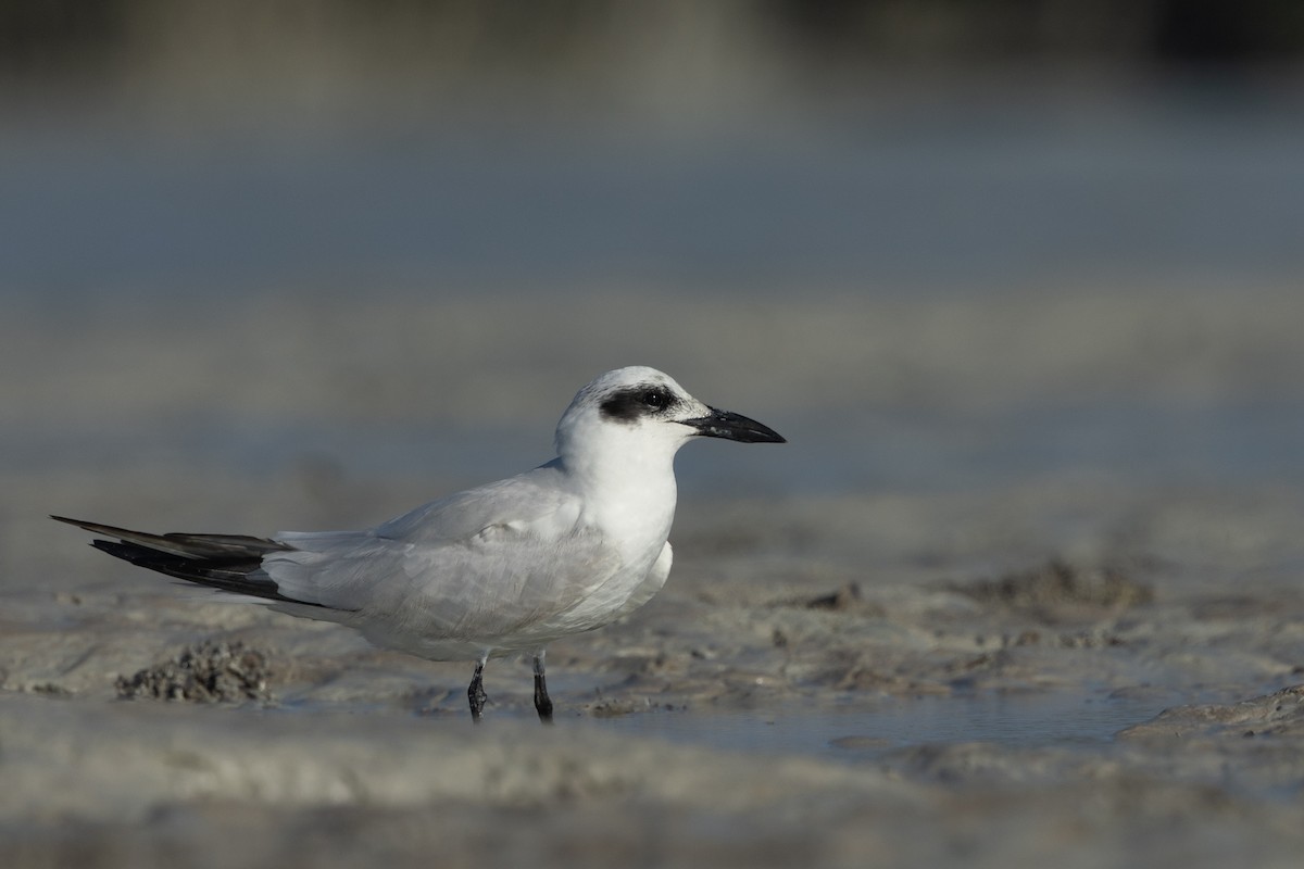 Australian Tern - ML641961552