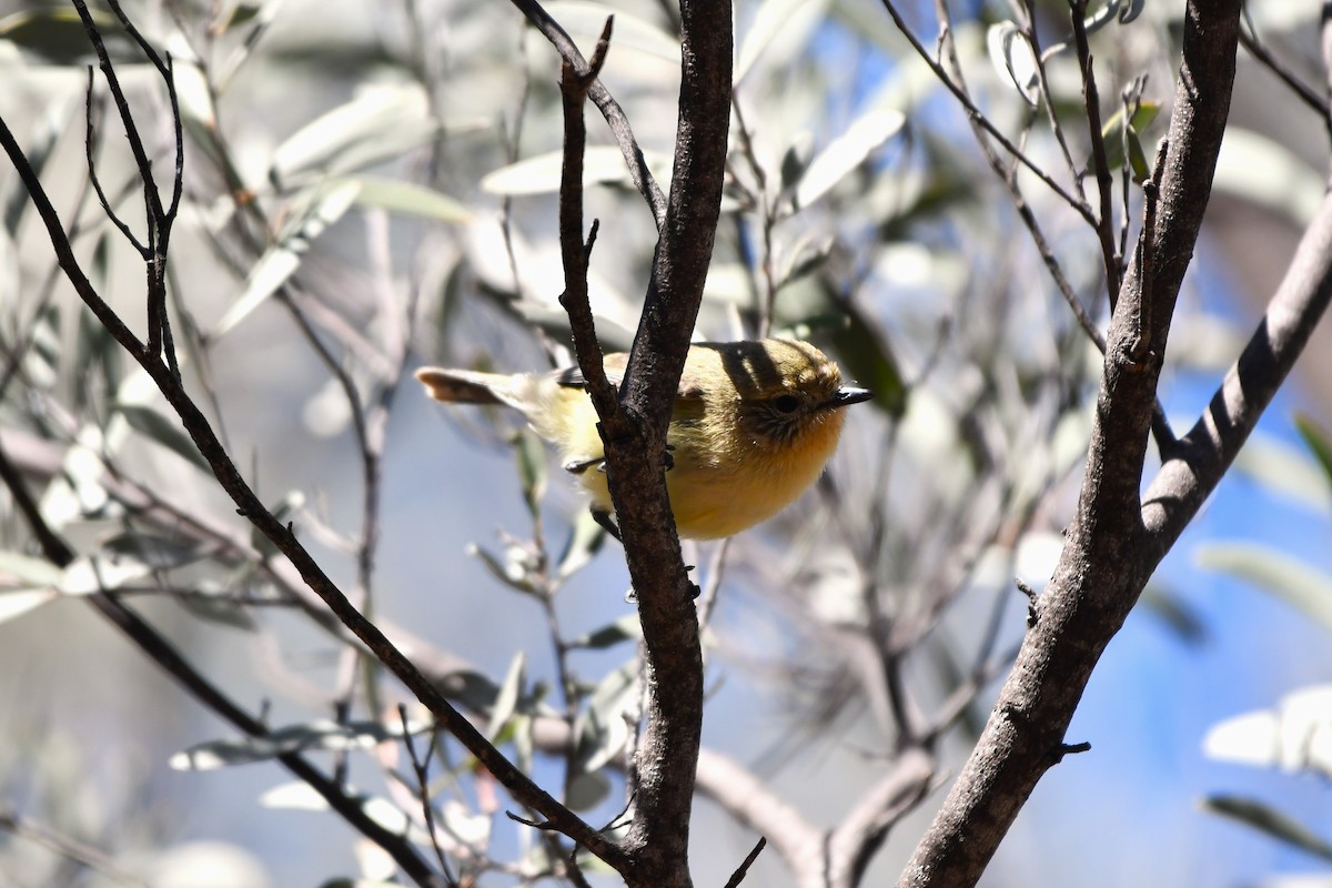 Yellow Thornbill - ML641961568